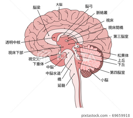 Brain structure diagram Brain structure diagram 69659918