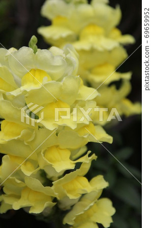 Goldfish grass 69659952