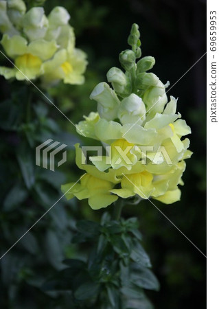 Goldfish grass 69659953