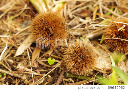 Chestnuts and sprouts in the fallen leaves in autumn 69659962
