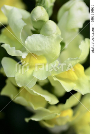 Goldfish grass 69659963