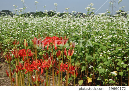 Autumn buckwheat field scenery in Moroyama-cho Daiji district 69660172