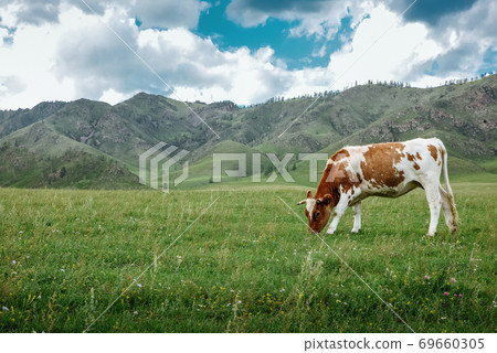 Cow graze on ecological meadows in the mountains 69660305
