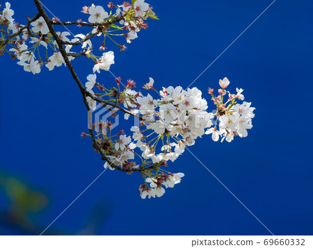 櫻花生動 櫻花生動 69660332