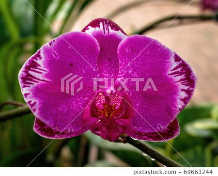 Pink Orchid Flower 69661244