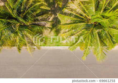 Sunny jogging path along the palm trees 69661258