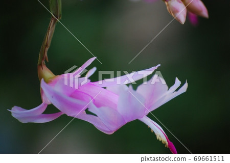 Shakoba Saboten花 Shakoba Saboten花 69661511