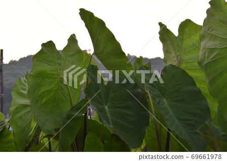 Taro field Taro field 69661978