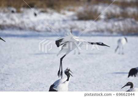 Wild cranes flying down the feeding ground (Tsurui, Hokkaido) 69662844