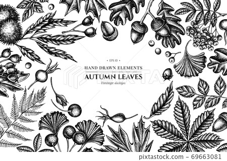 Design with black and white fern, dog rose, rowan, ginkgo, maple, oak, horse chestnut, chestnut 69663081