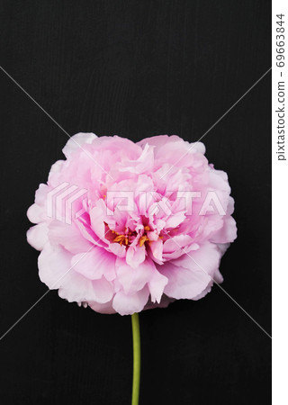 Single fresh and fluffy beautiful pink peony flower in full bloom. Single fresh and fluffy beautiful pink peony flower in full bloom. 69663844