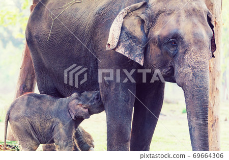 Elephant in Nepal 69664306
