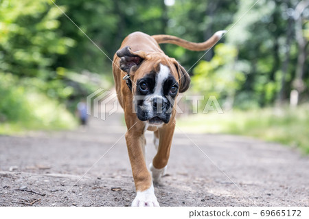 8 weeks young purebred golden german boxer dog puppy running and junping 8 weeks young purebred golden german boxer dog puppy running and junping 69665172