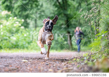 8 weeks young purebred golden german boxer dog puppy running and junping 8 weeks young purebred golden german boxer dog puppy running and junping 69665198