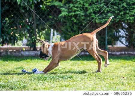 8 weeks young purebred golden german boxer dog puppy running and junping 8 weeks young purebred golden german boxer dog puppy running and junping 69665226