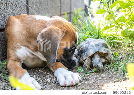 Greek land Turtle testudo marginata and purebreed german boxer Dog best friends in love in the garden Greek land Turtle testudo marginata and purebreed german boxer Dog best friends in love in the garden 69665236