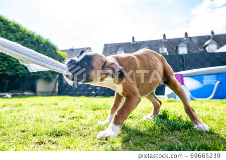 Playful young purebred golden german boxer dog puppy tugging on a towel in the garden Playful young purebred golden german boxer dog puppy tugging on a towel in the garden 69665239