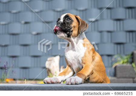8 weeks young purebred golden puppy german boxer dog 8 weeks young purebred golden puppy german boxer dog 69665255