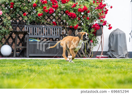 8 weeks young purebred golden german boxer dog puppy running and junping 8 weeks young purebred golden german boxer dog puppy running and junping 69665294