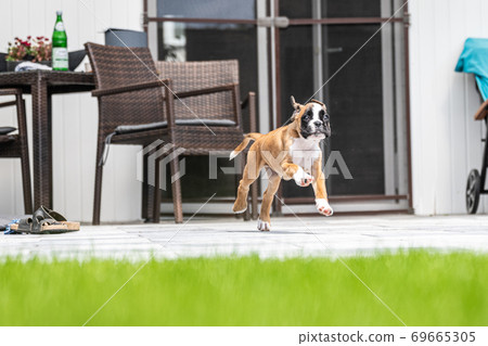 8 weeks young purebred golden german boxer dog puppy running and junping 69665305