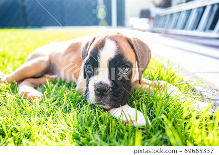 8 weeks young purebred golden puppy german boxer dog lying in green gras 69665337