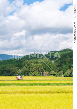 Rice reaping Rice reaping 69666433