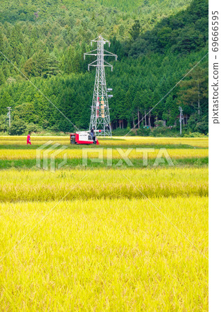 Rice reaping Rice reaping 69666595