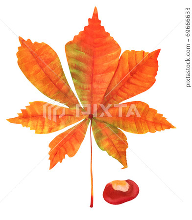 Autumn watercolor chestnut leaf, isolated on a white background 69666633