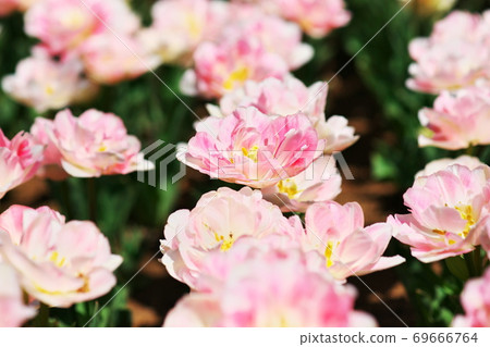 鬱金香領域盛開 69666764