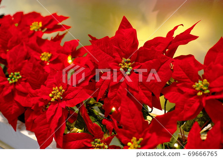 Poinsetia通知聖誕節 69666765