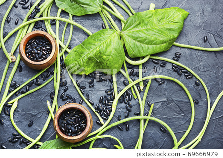 Vigna or cowpea Vigna or cowpea 69666979