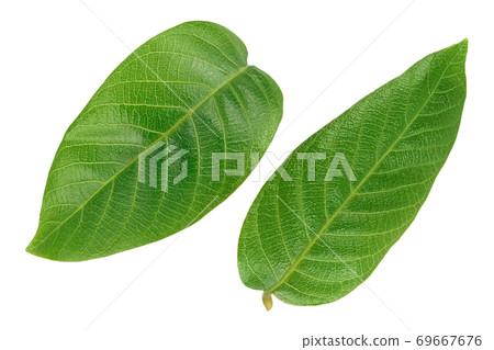 walnut leaf isolated on a white background with clipping path and full depth of field. Top view. Flat lay walnut leaf isolated on a white background with clipping path and full depth of field. Top view. Flat lay 69667676