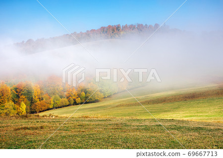 autumn landscape in morning mist. beautiful scenery with colorful forest on the grassy hills. sunny weather autumn landscape in morning mist. beautiful scenery with colorful forest on the grassy hills. sunny weather 69667713