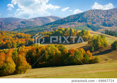 autumn landscape in mountains. beech trees on the grassy hill. wonderful sunny weather on a sunny morning autumn landscape in mountains. beech trees on the grassy hill. wonderful sunny weather on a sunny morning 69667714
