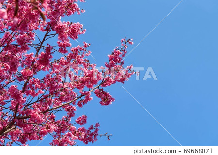 Utsunomiya Toyosato Mahoroba no Sato Yae Sakura 69668071