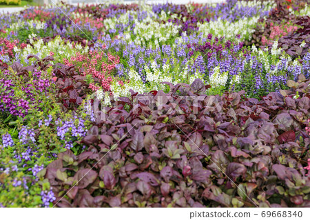 Akashi Kaikyo Park Early Autumn Flowers Akashi Kaikyo Park Early Autumn Flowers 69668340