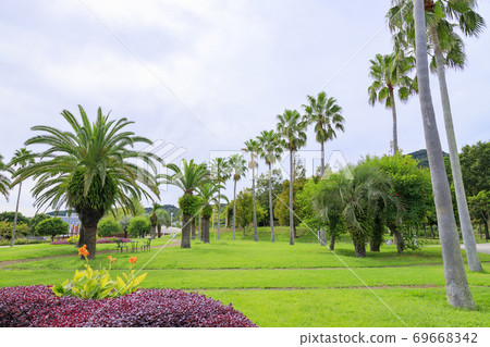明石海峽公園初秋之花 69668342