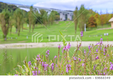明石海峽公園初秋之花 明石海峽公園初秋之花 69668349