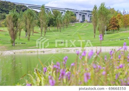 明石海峽公園初秋之花 69668350