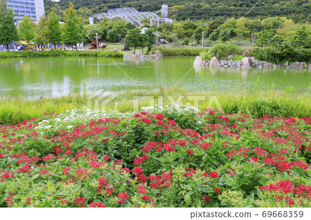 Akashi Kaikyo Park Early Autumn Flowers 69668359