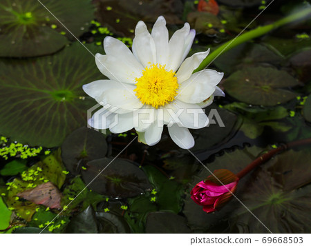 浮在水面上的睡蓮花 浮在水面上的睡蓮花 69668503