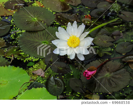 白睡蓮花朵漂浮在水面上 69668538