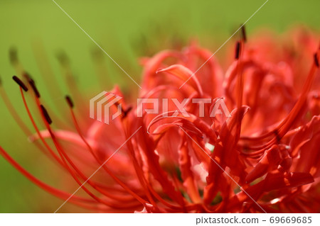 Cluster amaryllis 69669685