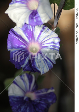 Morning sun Morning sun 69670298