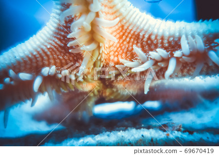 Starfish underwater close-up view 69670419