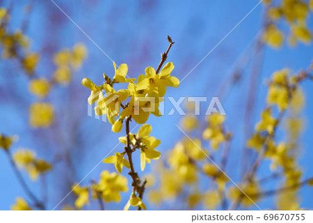 Utsunomiya Toyosato Mahoroba no Sato Forsythia 69670755