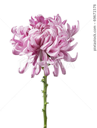 Flower Chrysanthemum grandiflorum "Vienna pink" isolated on white background. Flower Chrysanthemum grandiflorum "Vienna pink" isolated on white background. 69671576