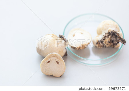 Volvariella volvacea (also known as paddy straw mushroom or straw mushroom) is a species of edible mushroom cultivated for education in Lab. Volvariella volvacea (also known as paddy straw mushroom or straw mushroom) is a species of edible mushroom cultivated for education in Lab. 69672271