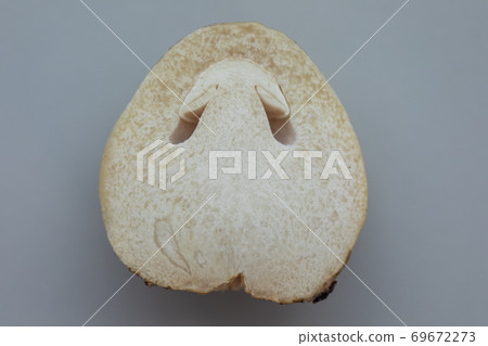 Volvariella volvacea (also known as paddy straw mushroom or straw mushroom) is a species of edible mushroom cultivated for education in Lab. Volvariella volvacea (also known as paddy straw mushroom or straw mushroom) is a species of edible mushroom cultivated for education in Lab. 69672273