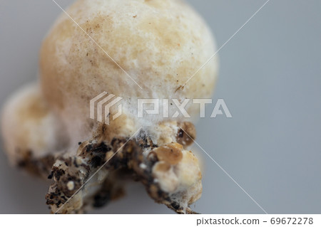 Volvariella volvacea (also known as paddy straw mushroom or straw mushroom) is a species of edible mushroom cultivated for education in Lab. Volvariella volvacea (also known as paddy straw mushroom or straw mushroom) is a species of edible mushroom cultivated for education in Lab. 69672278
